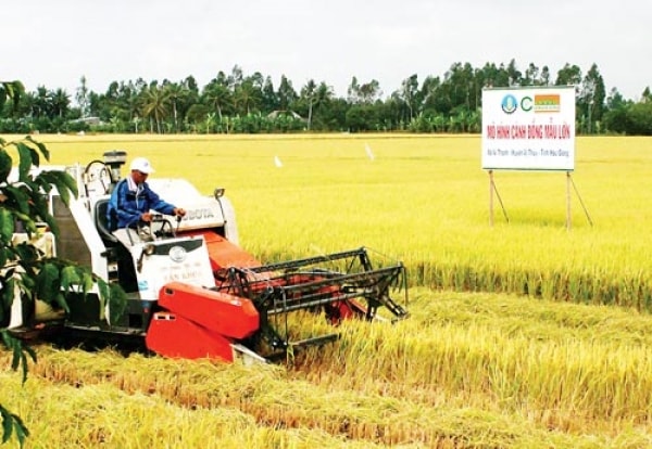 Một số vấn đề pháp lý trong phát triển mô hình “cánh đồng lớn” hiện nay
