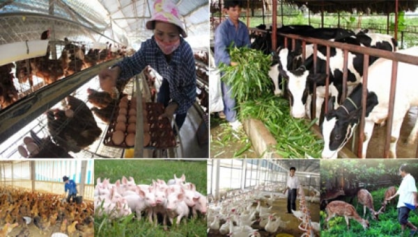 Phát triển các hình thức liên kết, khắc phục những hạn chế của kinh tế hộ nông dân trong bối cảnh hội nhập