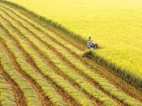Sự tham gia của Mặt trận Tổ quốc và các đoàn thể chính trị - xã hội trong quá trình xây dựng nông thôn mới ở khu vực đồng bằng sông Cửu Long