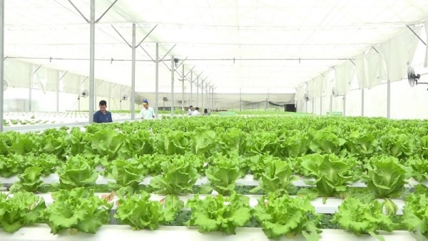 Thúc đẩy kinh tế tuần hoàn trong nông nghiệp tại Đồng Tháp