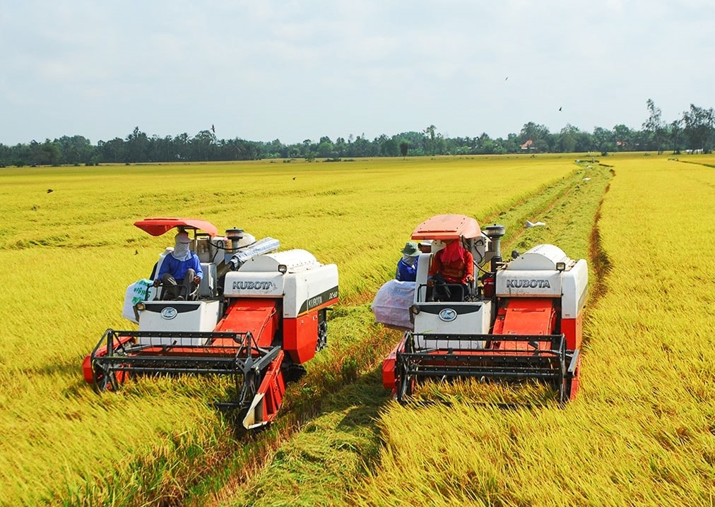 Đồng bằng Sông Cửu Long: Lúa hè thu “chới với” đầu ra | Báo Dân ...