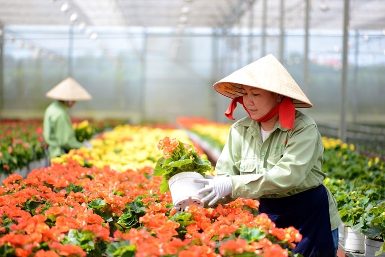 Biến đổi cơ cấu lao động và việc làm ở nông thôn Việt Nam giai đoạn 2016-2025